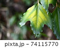 葉の艶と緑のグラデーションが奇麗な冬のカクレミノ 74115770