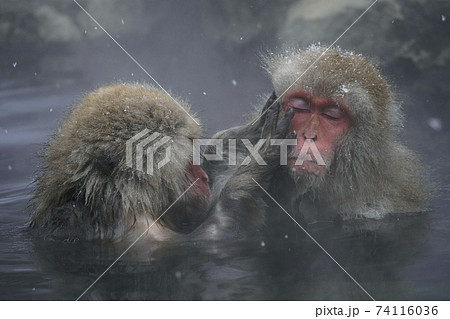 地獄谷温泉のニホンザル 地獄谷温泉のニホンザル 74116036
