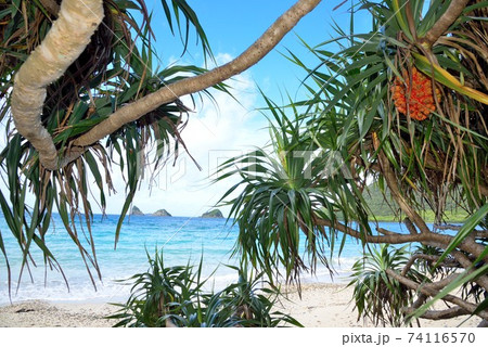 奄美大島　アダンの実る西古見海岸 74116570