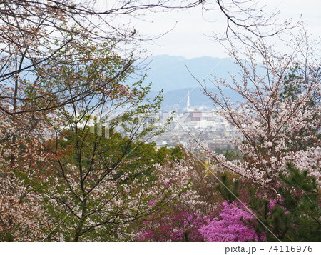 京都嵐山亀山公園の桜景色 京都嵐山亀山公園の桜景色 74116976
