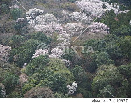 京都嵐山亀山公園の桜景色 京都嵐山亀山公園の桜景色 74116977