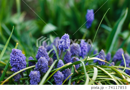 many beautiful spring flowers of blue and blue color on the bed. Muscari 74117853