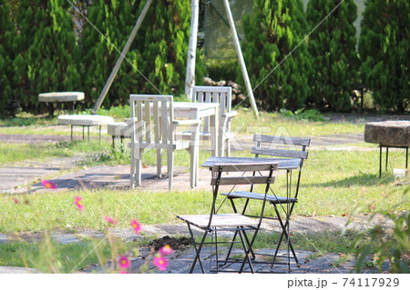 コスモス越しのベンチ 74117929