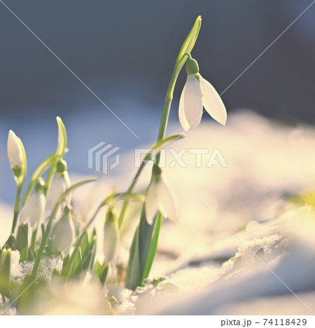Snowdrops - Beautiful white spring flowers. The first flowering plants in spring. Natural colorful background. (Galanthus nivalis) 74118429