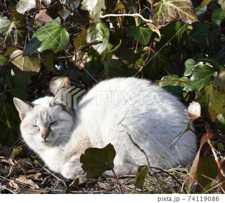 猫 猫 74119086