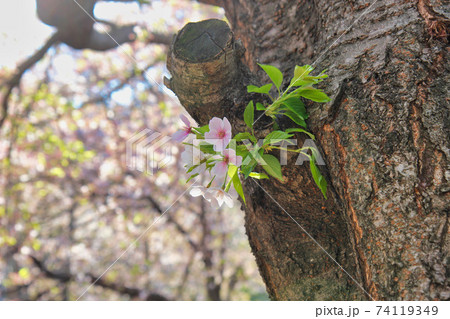 Spring Flowers Blooming in Mulmangol village, Busan, South Korea, Asia Spring Flowers Blooming in Mulmangol village, Busan, South Korea, Asia 74119349