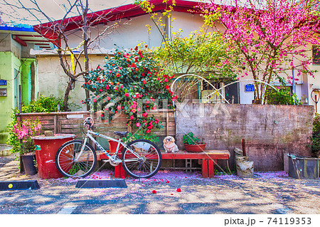 Spring Flowers Blooming in Mulmangol village, Busan, South Korea, Asia Spring Flowers Blooming in Mulmangol village, Busan, South Korea, Asia 74119353