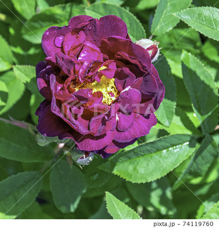 Rosa gallica officinalis known as Gallic, French or Apothecary's rose, red rose of Lancaster Rosa gallica officinalis known as Gallic, French or Apothecary's rose, red rose of Lancaster 74119760