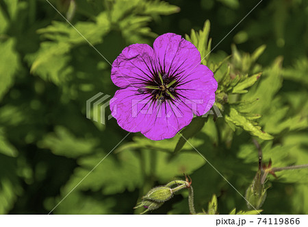 Geranium sanguineum known as bloody crane's-bill or bloody geranium Geranium sanguineum known as bloody crane's-bill or bloody geranium 74119866