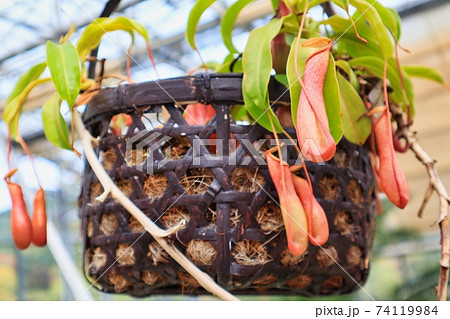 籠に入った食虫植物のウツボカズラ 74119984