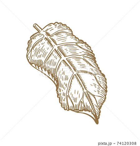 Tree leaf. Dahlia. Vector illustration. Sketch graphics. 74120308