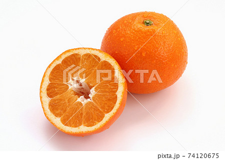 伊予柑 74120675