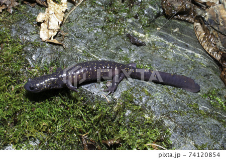 ヒガシヒダサンショウウオ 74120854