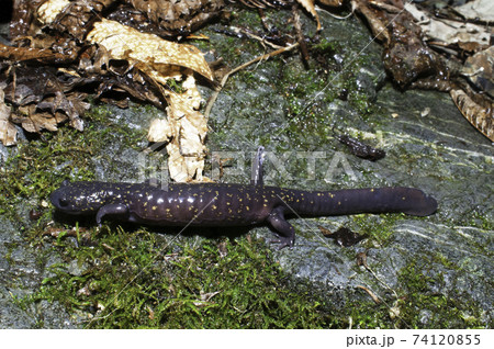 ヒガシヒダサンショウウオ 74120855
