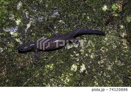 歩くヒガシヒダサンショウウオ雌 歩くヒガシヒダサンショウウオ雌 74120896