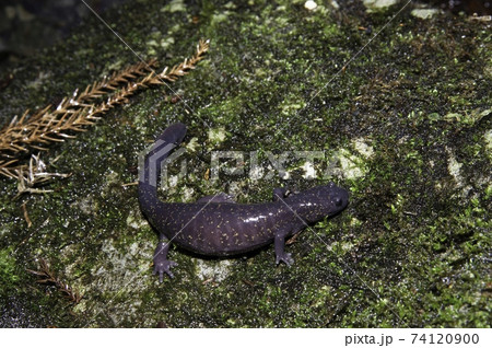ヒガシヒダサンショウウオ雌 74120900