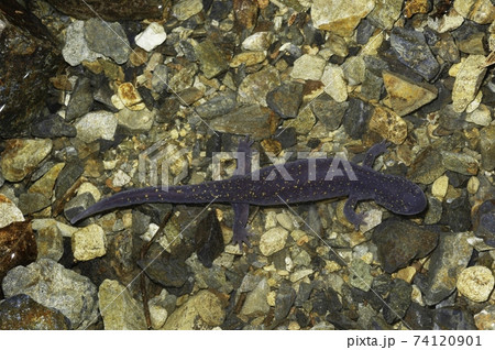 水中のヒガシヒダサンショウウオ雌 74120901