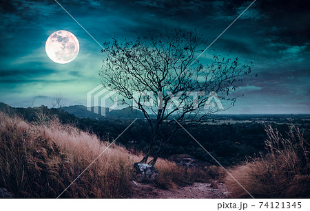 Beautiful bright full moon above wilderness area in forest. Serenity nature background. 74121345