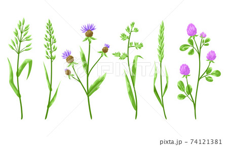 Set of herbs and cereal grass. 74121381