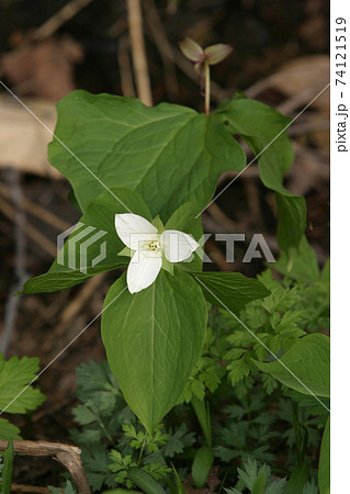 ミヤマエンレイソウ オオバナノエンレイソウ 北海道春の花 ミヤマエンレイソウ オオバナノエンレイソウ 北海道春の花 74121519