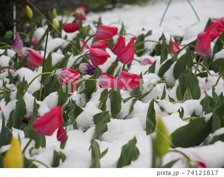 雪に埋もれてうなだれるチューリップ 74121617