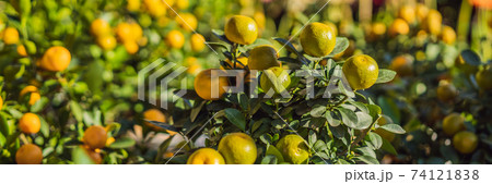 Close up Vibrant orange citrus fruits on a Kumquat tree in honor of the Vietnamese new year. Lunar new year flower market. Chinese New Year. Tet BANNER, LONG FORMAT 74121838