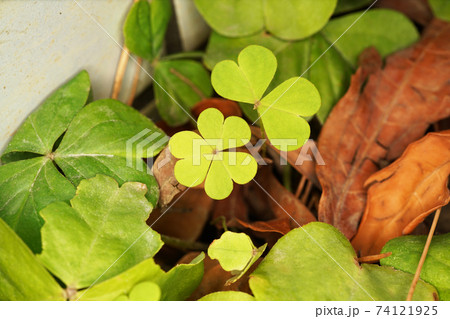 カタバミ 74121925