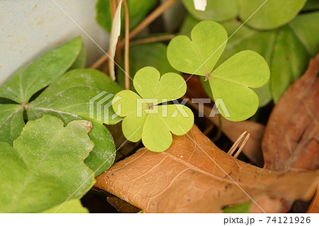 カタバミ カタバミ 74121926