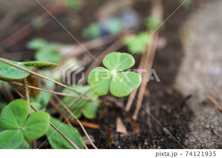 カタバミ カタバミ 74121935