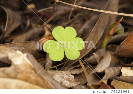 カタバミ 74121941