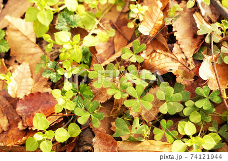 カタバミ 74121944