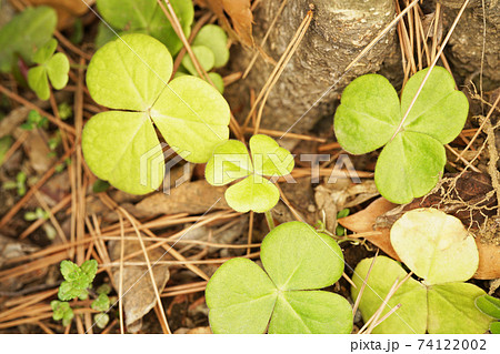 カタバミ カタバミ 74122002