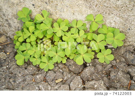 カタバミ カタバミ 74122003