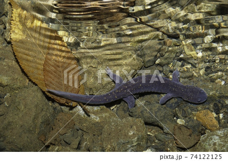 水の中のヒガシヒダサンショウウオ 水の中のヒガシヒダサンショウウオ 74122125