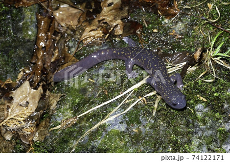 歩くヒガシヒダサンショウウオ雄 歩くヒガシヒダサンショウウオ雄 74122171