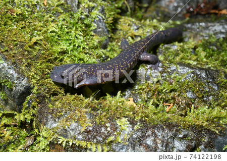 苔の上を歩くヒガシヒダサンショウウオ雄 74122198