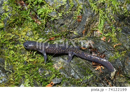 苔の上のヒガシヒダサンショウウオ雄 苔の上のヒガシヒダサンショウウオ雄 74122199