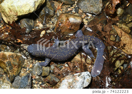 ヒガシヒダサンショウウオ雄 74122223