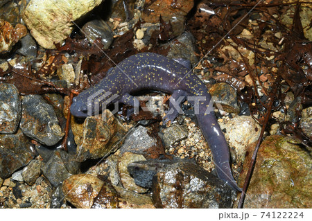 ヒガシヒダサンショウウオ雄 74122224