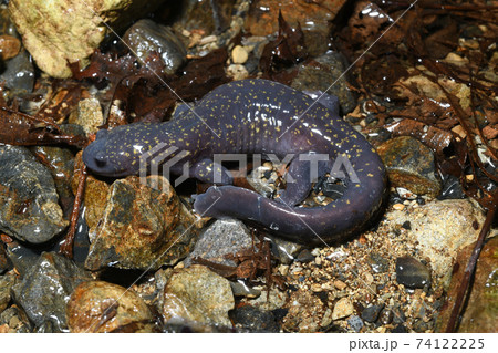 ヒガシヒダサンショウウオ雄 74122225