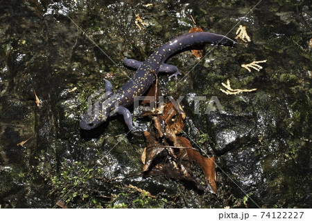 岩の上を歩くヒガシヒダサンショウウオ雄 74122227
