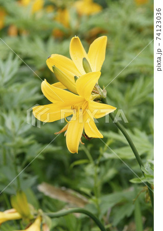 エゾカンゾウ 蝦夷萱草 北海道初夏の花 エゾカンゾウ 蝦夷萱草 北海道初夏の花 74123036