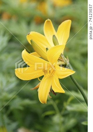 エゾカンゾウ 蝦夷萱草 北海道初夏の花 エゾカンゾウ 蝦夷萱草 北海道初夏の花 74123037