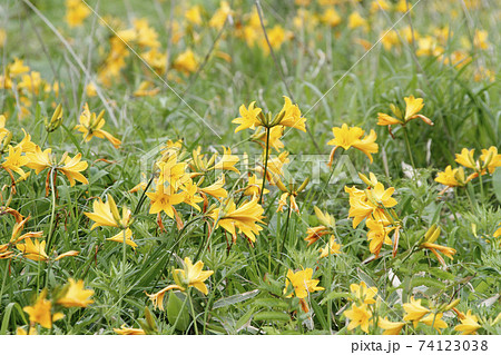 エゾカンゾウ 蝦夷萱草 北海道初夏の花 エゾカンゾウ 蝦夷萱草 北海道初夏の花 74123038