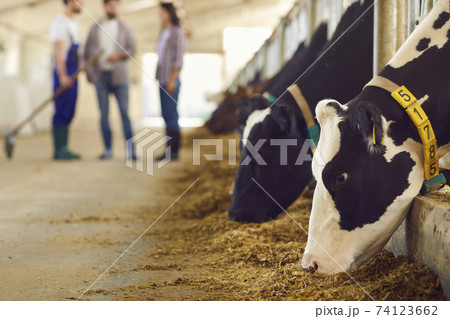 Black and white cows with numbers eating grass in stalls on farm Black and white cows with numbers eating grass in stalls on farm 74123662