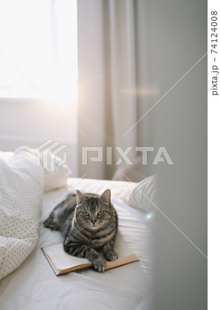 cute scottish straight grey tabby cat lying on bed and sleeping in soft morning light. cute scottish straight grey tabby cat lying on bed and sleeping in soft morning light. 74124008