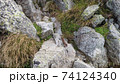 北アルプス登山中に姿をみせてくれたオコジョ 74124340