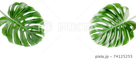 Banner of green tropical palm leaves Monstera on white background. Flat lay, top view. Banner of green tropical palm leaves Monstera on white background. Flat lay, top view. 74125255