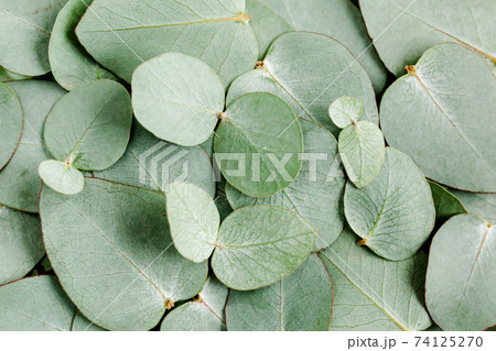 Background, Texture made of green eucalyptus leaves. Flat lay, top view 74125270