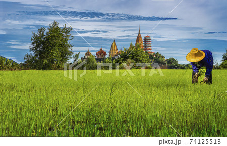 Thai farmer harvest paddy rice at Tiger Cave Temple (Wat Tham Seua) Thai and Chinese temples in Kanchanaburi province. 74125513